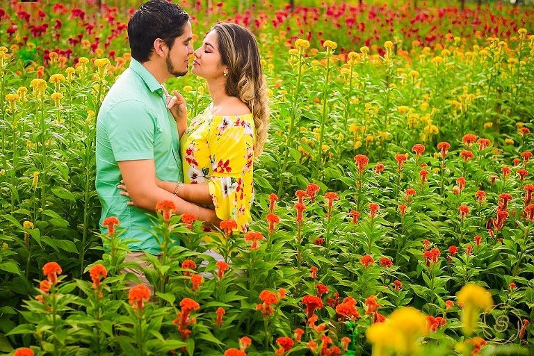 Sesión-de-fotos-en-Holambra-Sao-Paulo